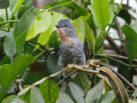 FL6A6934Buff-throated_Purpletuft
