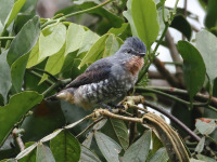 FL6A6952Buff-throated_Purpletuft