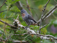FL6A7060Buff-throated_Purpletuft