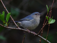 FL6A7128Bicolored_Conebill