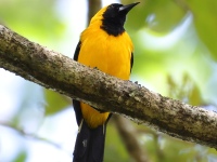 FL6A0059Yellow-backed_Oriole