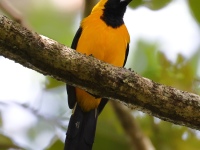 FL6A0085Yellow-backed_Oriole