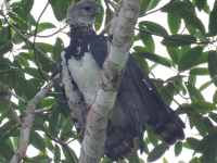 FL6A0161Harpy_Eagle