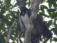 FL6A0195Harpy_Eagle