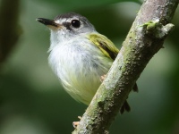 FL6A0216Black-capped_Pygmy-Tyrant