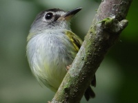 FL6A0230Black-capped_Pygmy-Tyrant