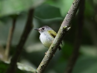 FL6A0251Black-capped_Pygmy-Tyrant