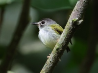 FL6A0256Black-capped_Pygmy-Tyrant