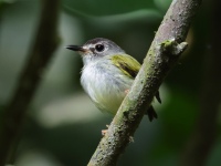 FL6A0259Black-capped_Pygmy-Tyrant