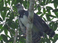 FL6A0335Harpy_Eagle_TP