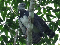 FL6A0349Harpy_Eagle