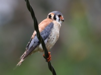 FL6A0367American_Kestrel