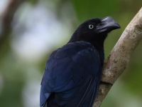 FL6A0419Greater_Ani