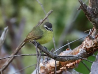 FL6A0448Brown-capped_Tyrannulet