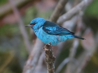 FL6A0499Blue_Dacnis