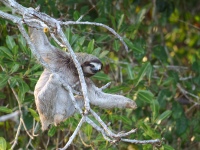 FL6A0511Three-toed_Sloth