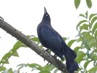 FL6A0614Carib_Grackle