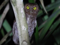 FL6A0665Choco_Screech_Owl