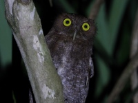 FL6A0678Choco_Screech_Owl