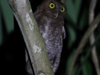FL6A0686Choco_Screech_Owl