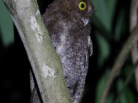 FL6A0692Choco_Screech_Owl