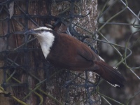 FL6A0791Bicolored_Wren
