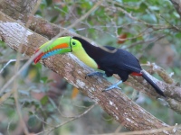 FL6A0809Keel-billed_Toucan