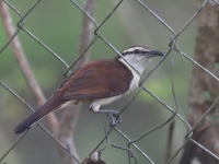 FL6A0821Bicolored_Wren