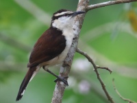 FL6A0851Bicolored_Wren