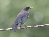 FL6A0888Carib_Grackle