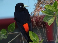 FL6A1024Scarlet-rumped_Cacique