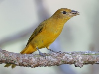 FL6A1055Summer_Tanager