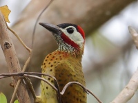 FL6A1102Spot-breasted_Woodpecker