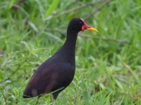 FL6A1165Wattled_Jacana