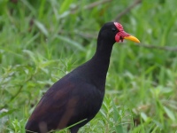 FL6A1175Wattled_Jacana