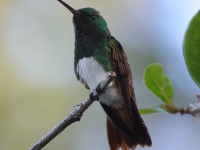 FL6A1200Snowy-bellied_Hummingbird