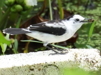 FL6A1216Pied_Water-Tyrant