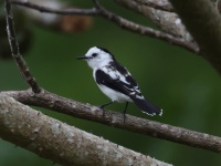 FL6A1242Pied_Water-Tyrant