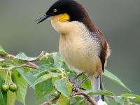 FL6A1342Black-capped_Donacobius