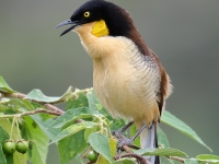 FL6A1347Black-capped_Donacobius
