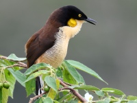 FL6A1404Black-capped_Donacobius