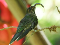 FL6A1447White-tipped_Sicklebill