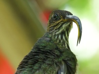 FL6A1460White-tipped_Sicklebill