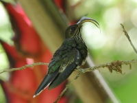 FL6A1479White-tipped_Sicklebill