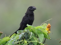 FL6A1544Smooth-billed_Ani