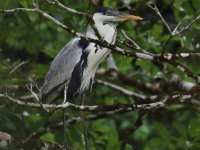 FL6A1566Cocoi_Heron