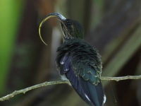 FL6A1596White-tipped_Sicklebill