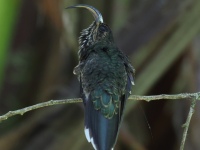 FL6A1598White-tipped_Sicklebill