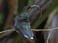 FL6A1661White-tipped_Sicklebill