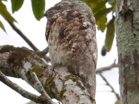 FL6A1706Great_Potoo